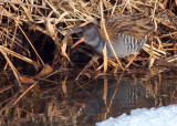 Water Rail