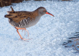 Water Rail