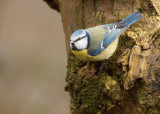 Blue Tit