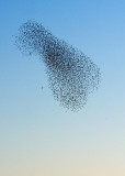 Roosting Starlings