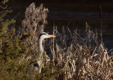 Grey Heron