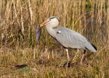 Grey Heron with large Roach