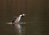 Great Crested Grebe