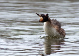 Great Crested Grebe