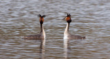 Great Crested Grebe