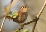 Wren