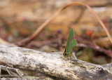 Green Hairstreak