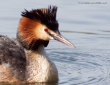 Great Crested Grebe