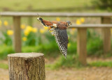 American Kestrel