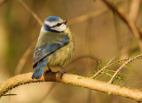 Blue Tit