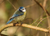 Blue Tit