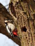 Great Spotted Woodpecker