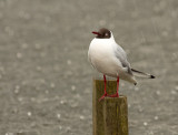 Black-headed Gull