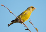 Greenfinch