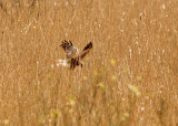 Marsh Harrier