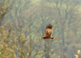 Marsh Harrier