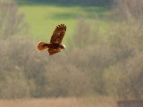 Marsh Harrier