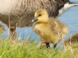 Greylag Gosling