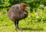 Moorhen