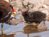 Moorhen with young