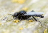 St Marks Fly