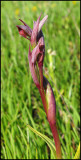Small-flowered Tongue Orchid  - Serapias parviflora - Smblommiga satyrnycklar.jpg