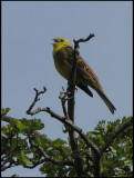 Yellowhammer - Emberiza citrinella - Gulsparv.jpg