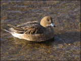 Blsand - Wigeon, female - Anas penelope .jpg