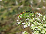 Poecilimon mytelensis - Bush cricket endemic to Lesvos.jpg