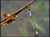 Lestes Sponsa , male.jpg