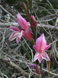 Gladiolus triphyllus.jpg