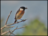 Stonechat - Svarthakad Buskskvtta, male .jpg