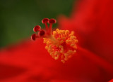 Hibiscus Beauty r2.jpg