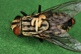 Flesh Fly with Larvae 2 080209.jpg