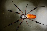 Golden Silk Spider  20.jpg