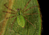 Green Lynx Spider 032308 066r.jpg