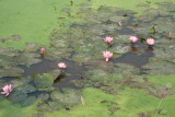 The village pond