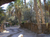 Tozeur date plantation