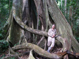 Vamos, a big tree in Tambopata