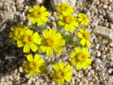 Eriophyllum wallacei