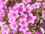 Mojave Desert Wildflower 3