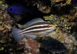 Striped Parrotfish juvenile