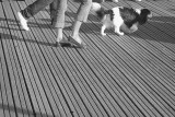 Hair on the planks.
