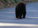 Bear #2-15.jpg