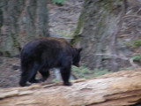 Bear09.jpg