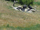 Condors around the water hole(12).jpg