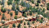 Grand Canyon Condor Zooming!.jpg