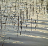 16_Mar_09<br>Edge of the Reed Bed