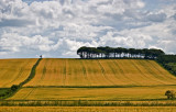 09_July_09<br>Ripening Barley