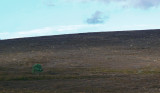28_Oct_07c <br> Lone Tree